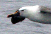 Yellow-nosed Albatross (Thalassarche chlororhynchos)